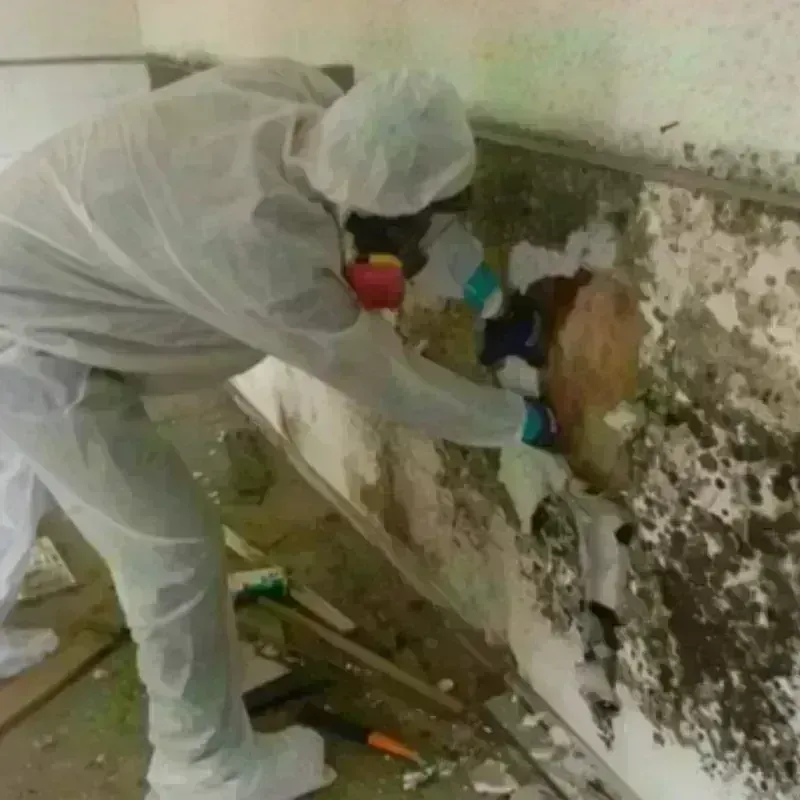 Mold Remediation and Removal in Marengo, IL